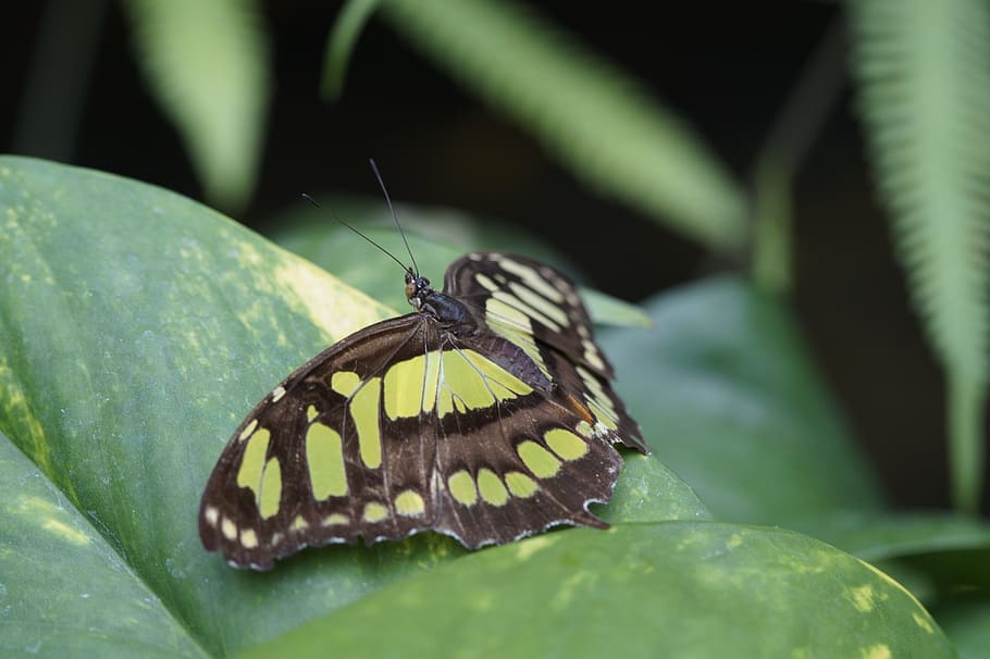 malachite butterfly, wing, spread, leaf, sit, tropical, exotic HD wallpaper