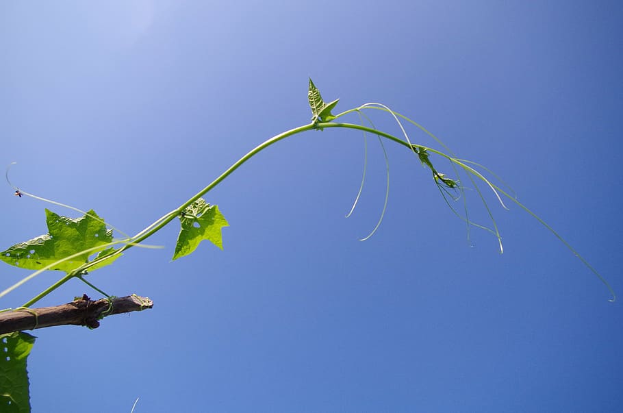 blue sky, vine, bright, summer, plant, vineyard, the cannibals HD wallpaper
