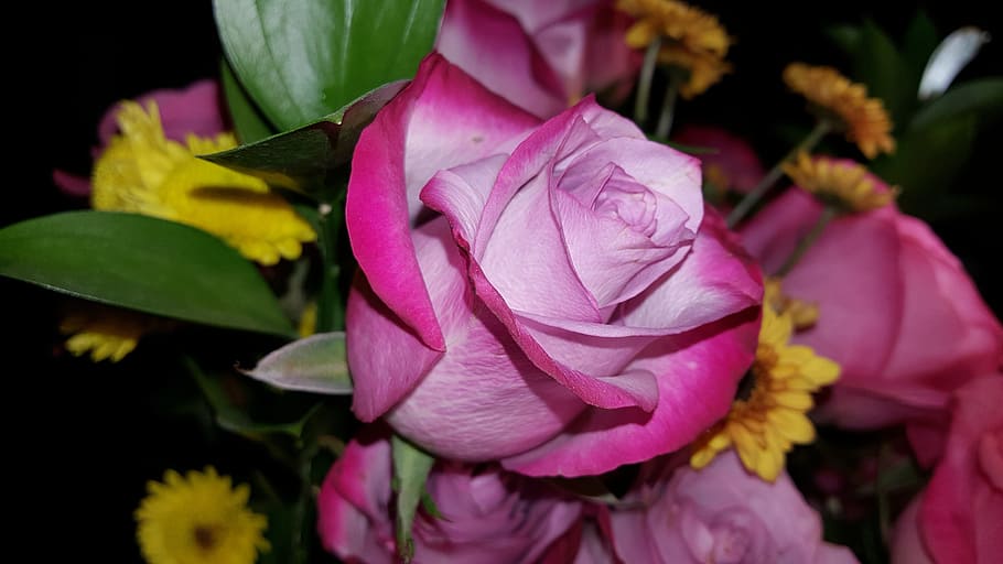flora, rose, pink, flower, flowering plant, beauty in nature HD wallpaper