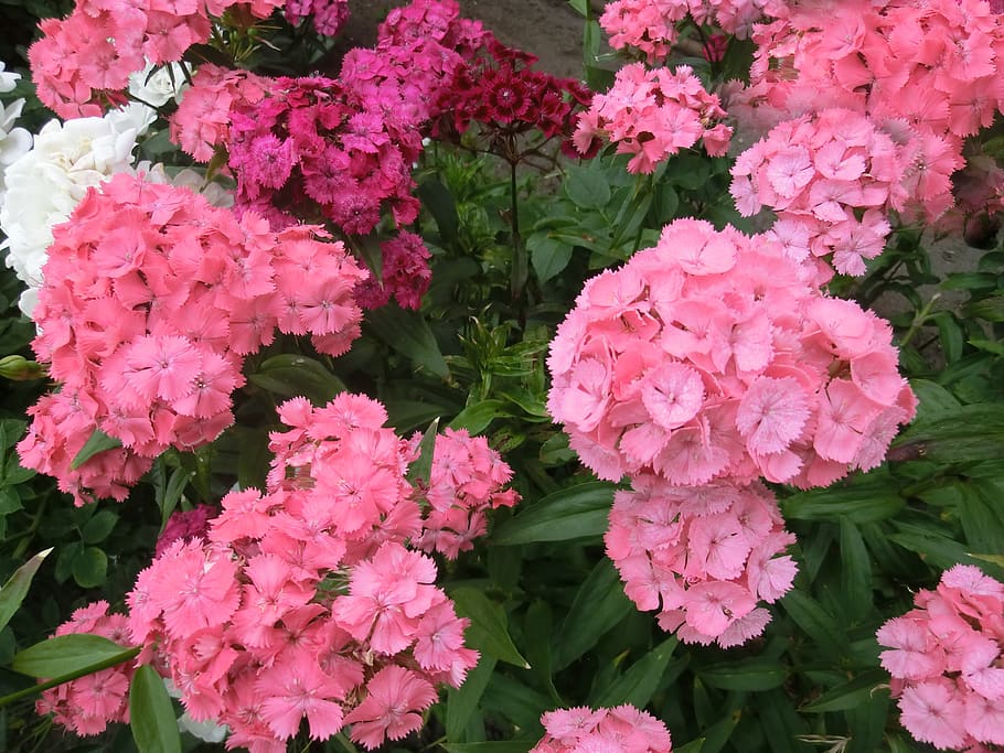 flowers, carnations, mixed, colors, flowering plant, pink color HD wallpaper
