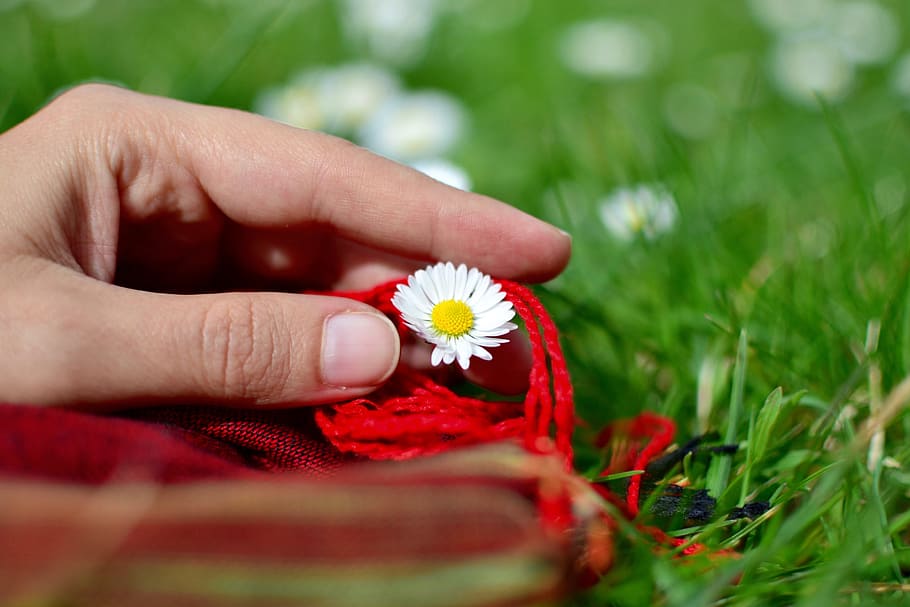 flowers, hand, fingers, thumb, spring, bloom, human hand, human body part HD wallpaper
