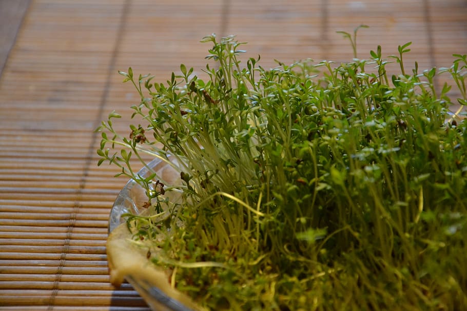 cuckooflower, easter, plant, kitchen, growth, green color, selective focus HD wallpaper