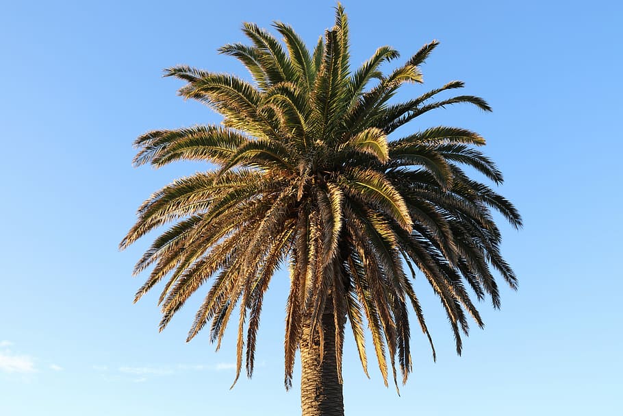 palm tree, blue sky, beach, tropical climate, low angle view HD wallpaper