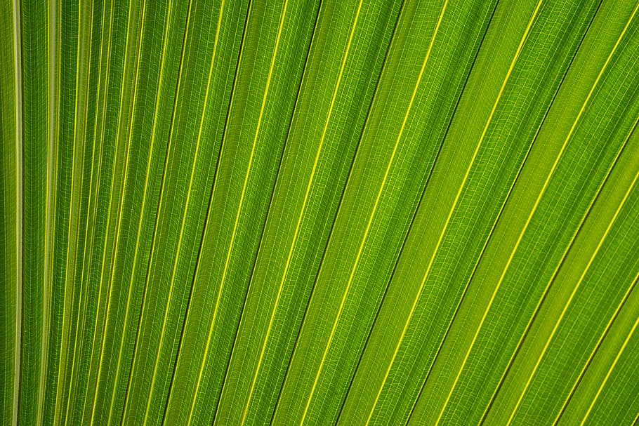 green, leaf, pattern, plant, palm leaf, backgrounds, palm tree HD wallpaper