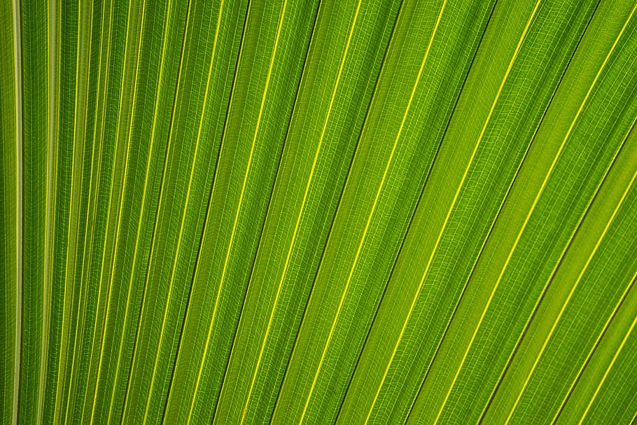 closeup photography of fan palm leaf, untitled, green, plant, HD wallpaper