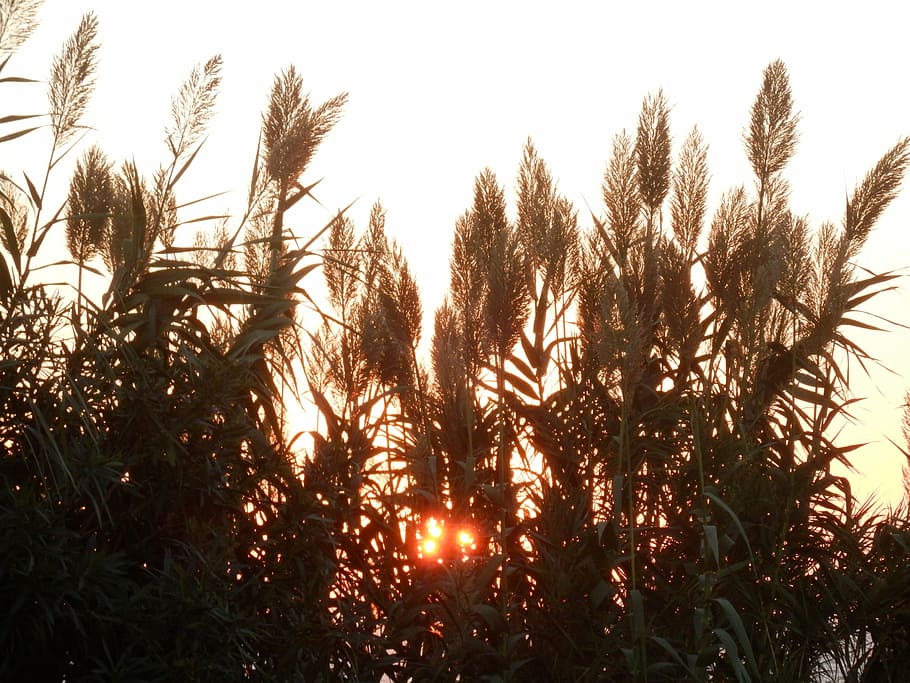 sunset, evening sky, nature, plant, landscape, grass, idyll HD wallpaper