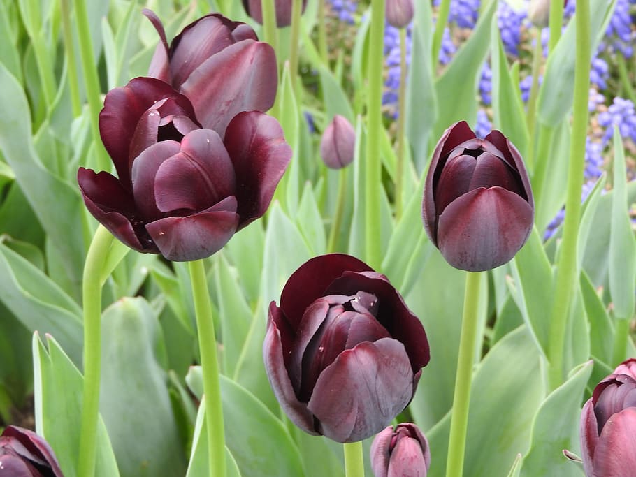 Tulip, Flower, Spring, Nature, Floral, summer, day, fresh, bouquet HD wallpaper