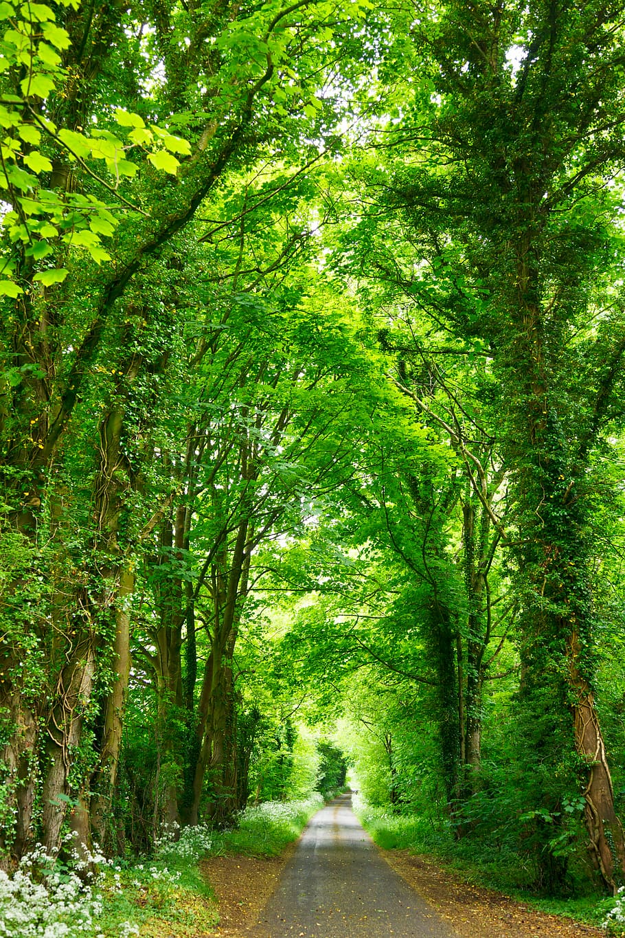 gray concrete road top between green trees, photo of black concrete road betweet trees