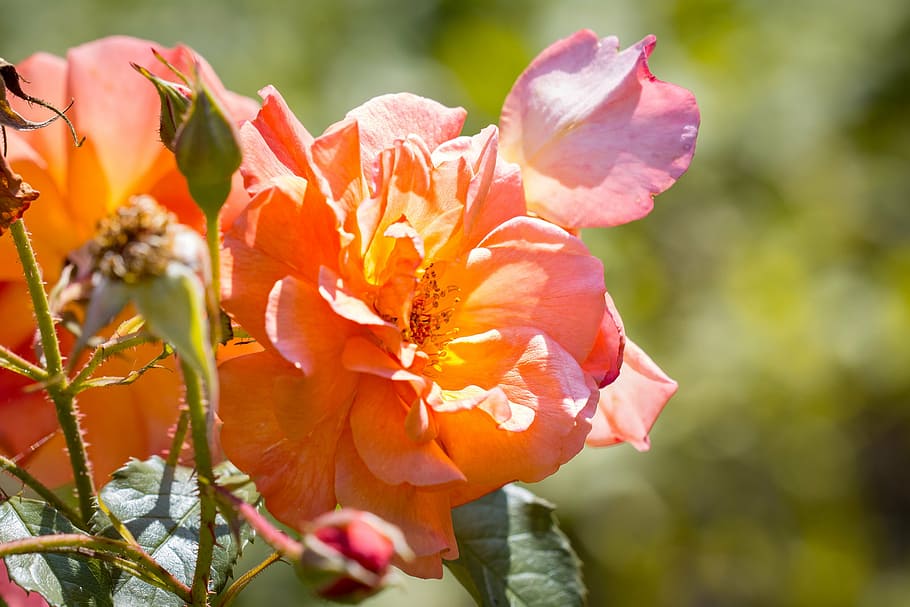 roses, blossom, bloom, orange, orange blossom, orange rose HD wallpaper
