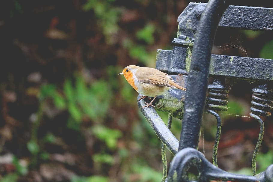 brown sparrow bird on black steel frame, brown bird on black metal rof HD wallpaper