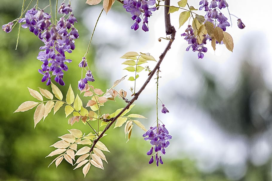 flower, wisteria, spring, plant, beauty in nature, purple, growth HD wallpaper
