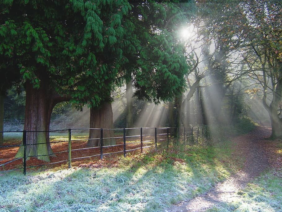 view of forest, sunlight, rays, landscape, path, scenic, tree HD wallpaper