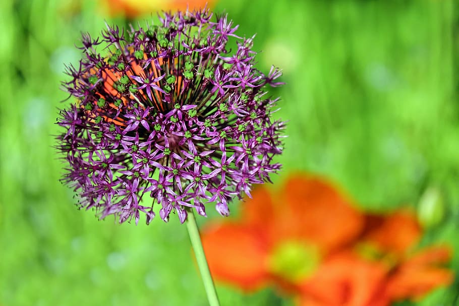 ornamental onion, allium, flower, blossom, bloom, purple, spring, HD wallpaper