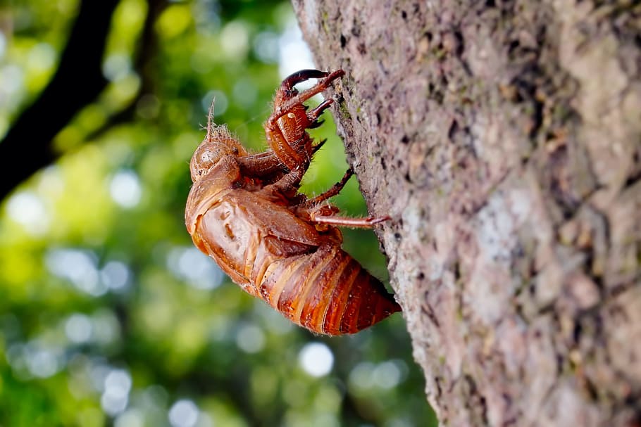cicada, animal, chantui, the cicada shell, insect, summer, green HD wallpaper