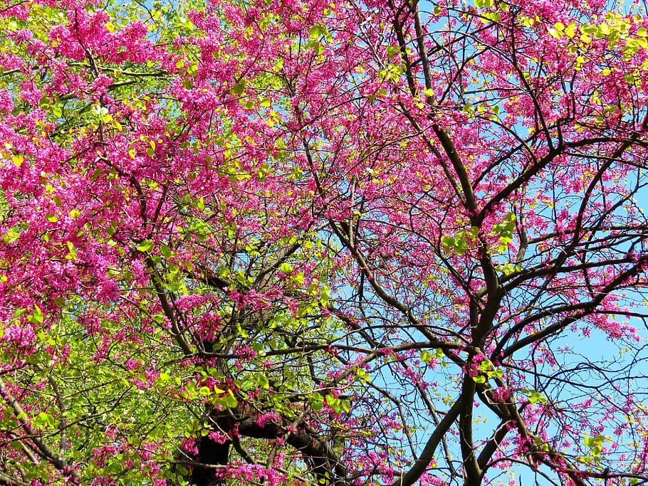 trees, spring, rosa, green, twigs, leaves, nature, pink Color HD wallpaper