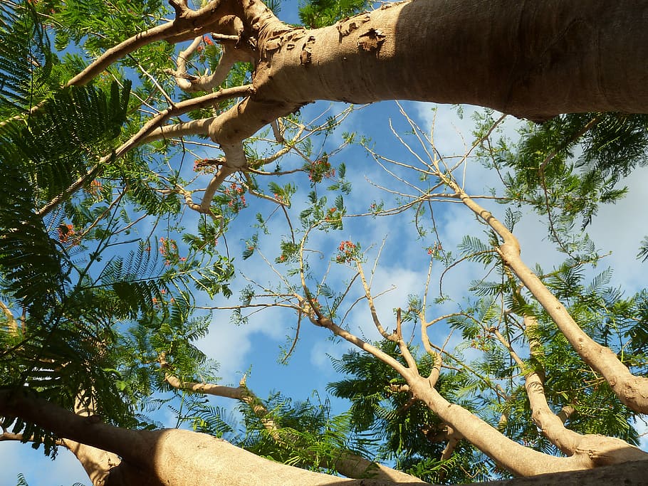 Tree, Leaves, Branches, Nature, sky, trunk, tree trunk, day HD wallpaper