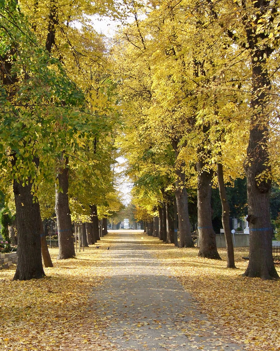 autumn, cemetery, all saints, avenue, autumn mood, trees, central cemetery, HD wallpaper