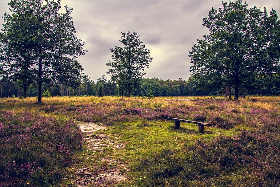 bench in the middle of field, nature, forest, purple, landscape HD wallpaper