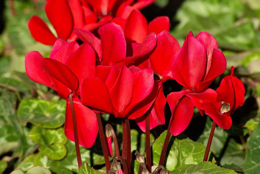 flowers, cyclamen, red, flowering plant, petal, beauty in nature HD wallpaper