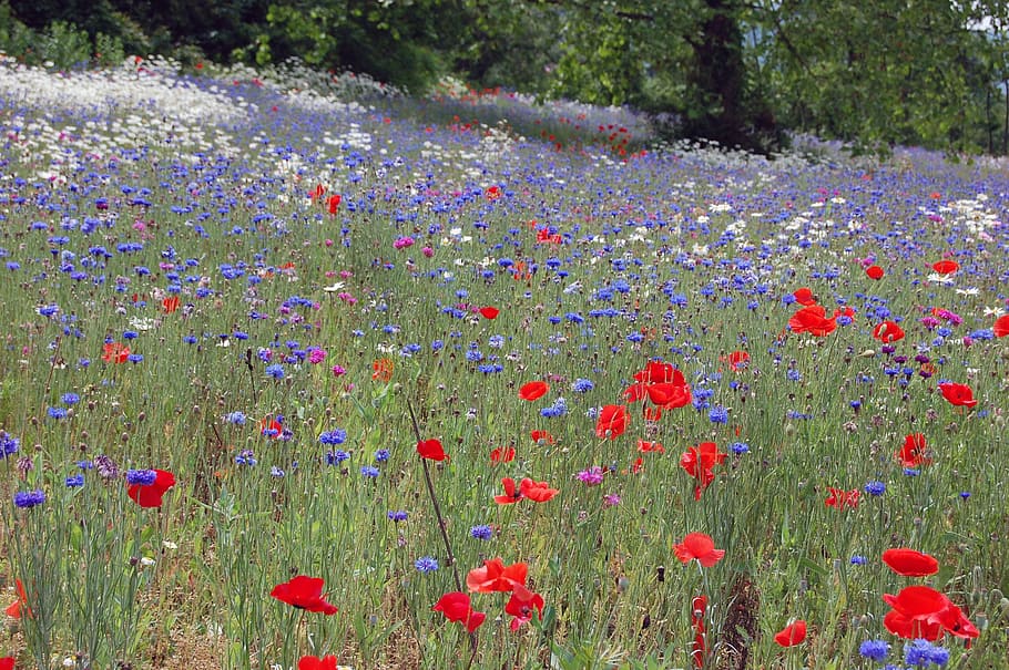 the, flower, spot, flowering plant, growth, freshness, beauty in nature HD wallpaper