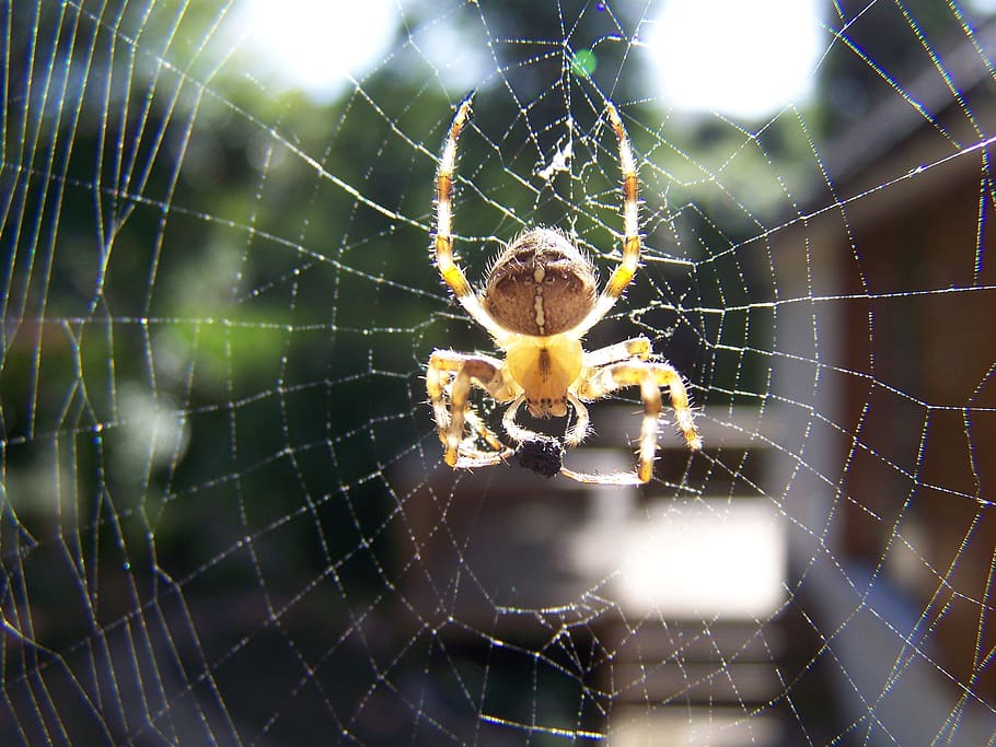 spider, insect, bug, arachnid, web, legs, creepy, pest, arachnophobia HD wallpaper