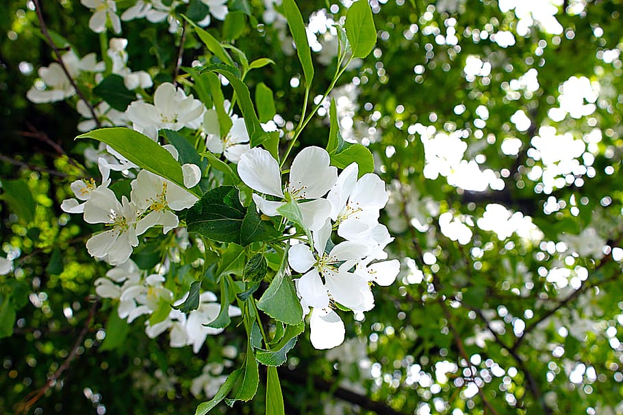 Apple Tree, Flower, White, Summer, celebration, green, leaf HD wallpaper
