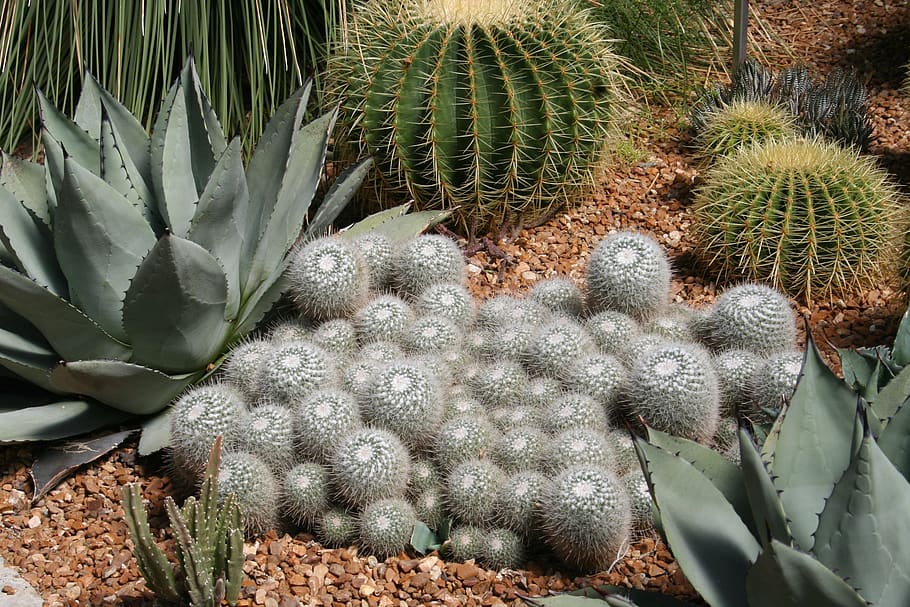cactus, succulent, desert, spine, prickly, succulent plant, HD wallpaper