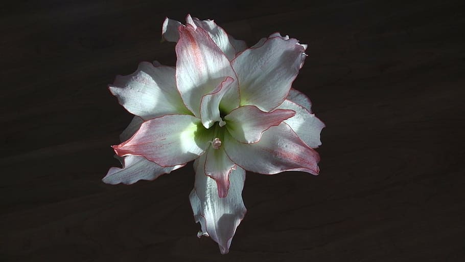 blossom, bloom, white, flower, nature, petal, plant, flower Head HD wallpaper