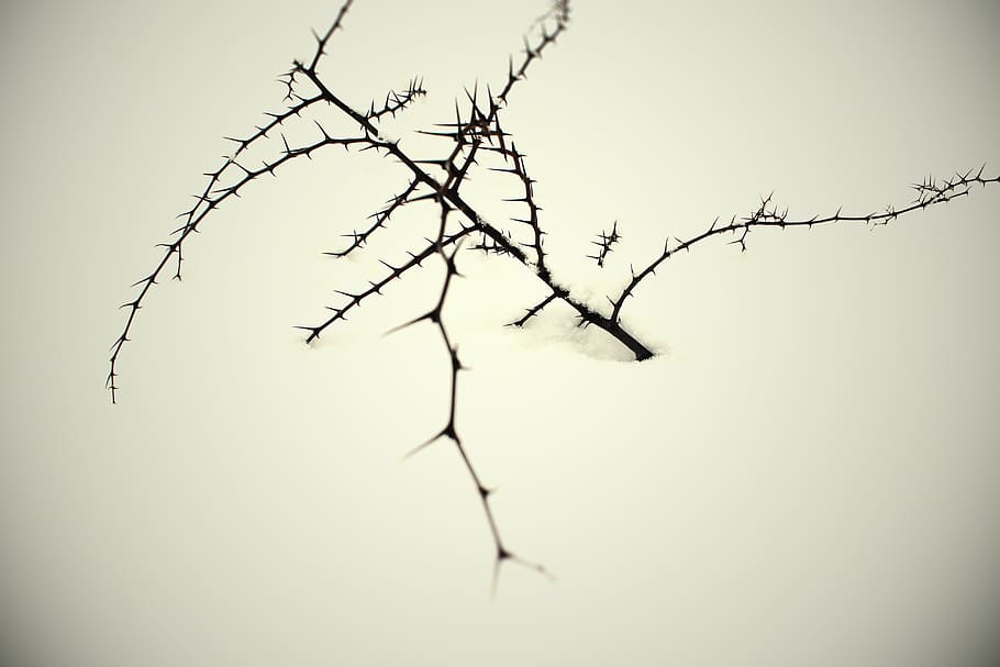 snow, nature, winter, cold, branch, tree, white, frozen, deep HD wallpaper