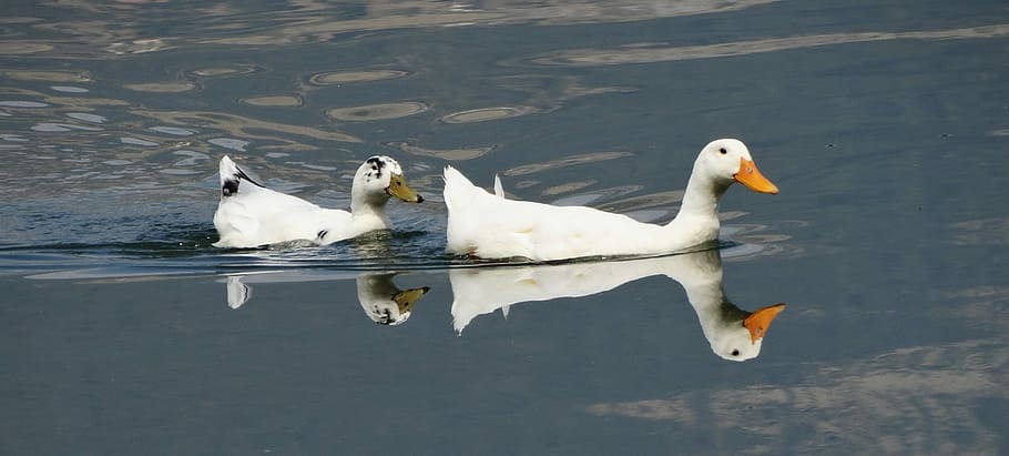 ducks, reflections, water, animal themes, animals in the wild HD wallpaper