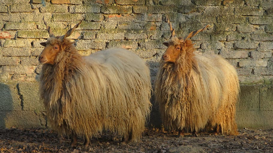 Sheep, Parallel, Pair, zackelschaf, two, wool, winter, wall HD wallpaper