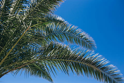 Green palm tree, summer, nature, sky, leaf, leaves, outdoors HD wallpaper