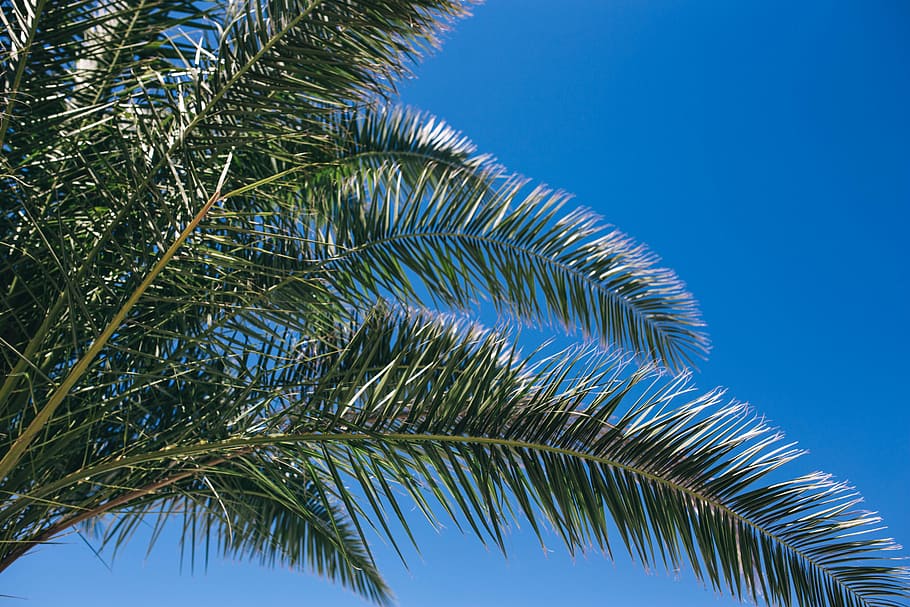 Green palm tree, summer, nature, sky, leaf, leaves, outdoors HD wallpaper