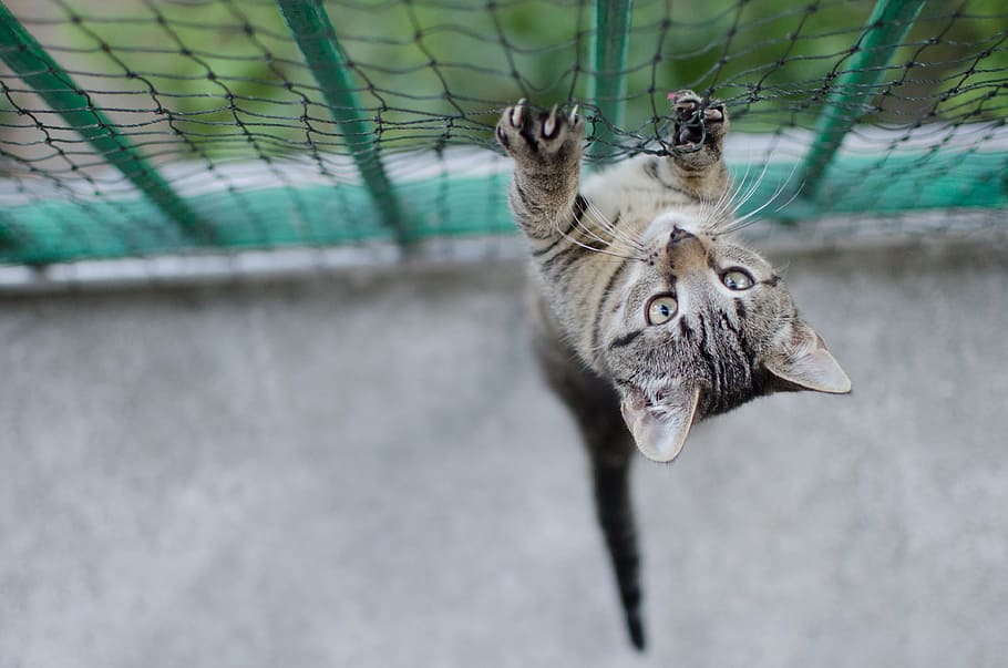 silver tabby kitten on mesh screen, cat, bury cat, pets, cat safe HD wallpaper
