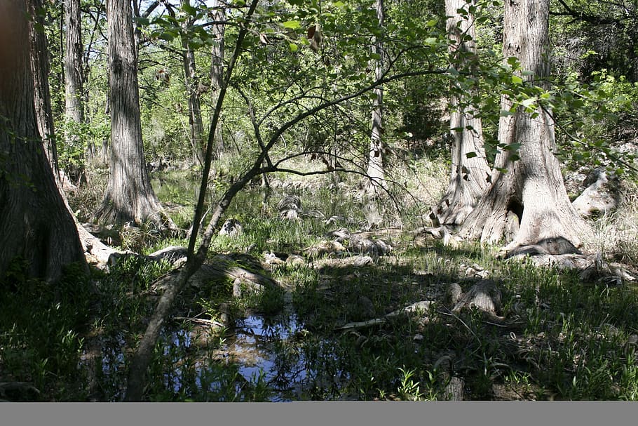 Swamp, Marsh, Trees, Trunk, Forest, wet lands, nature, no people HD wallpaper