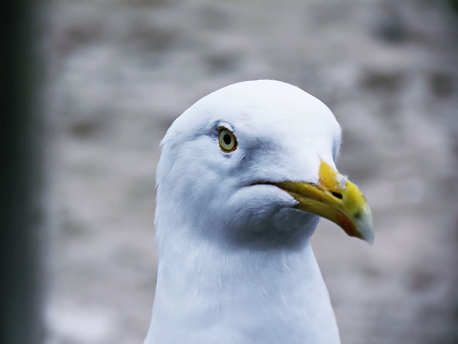 Seagull, Beach, Sand, Sand, Sea, Sea, Bird, Wings, nature, the baltic sea HD wallpaper
