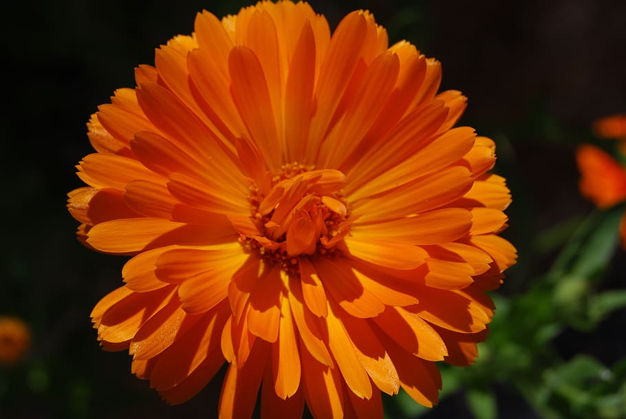 flower, blossom, bloom, orange, plant, nature, flowering plant HD wallpaper
