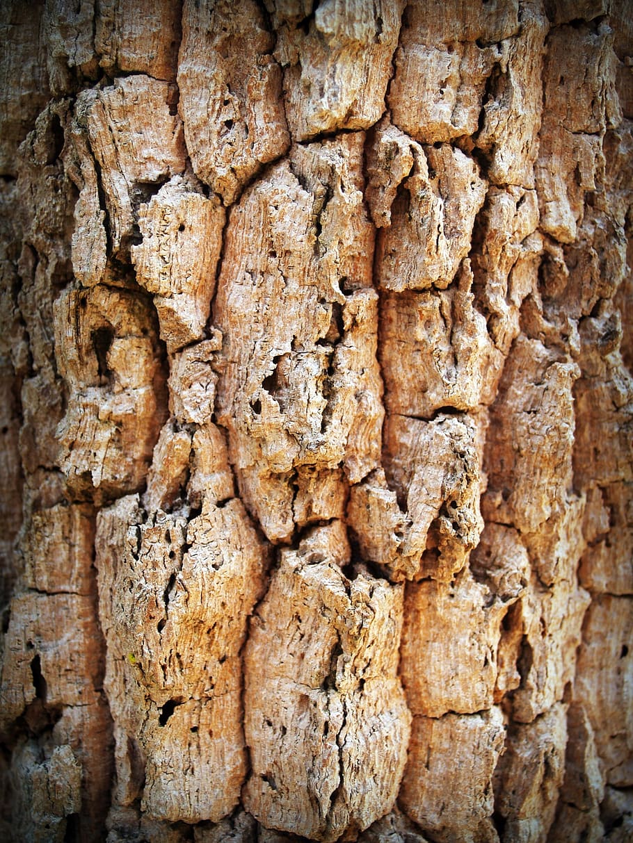 bark, tree, wood, pine, background, abstract, skin, board, surface HD wallpaper