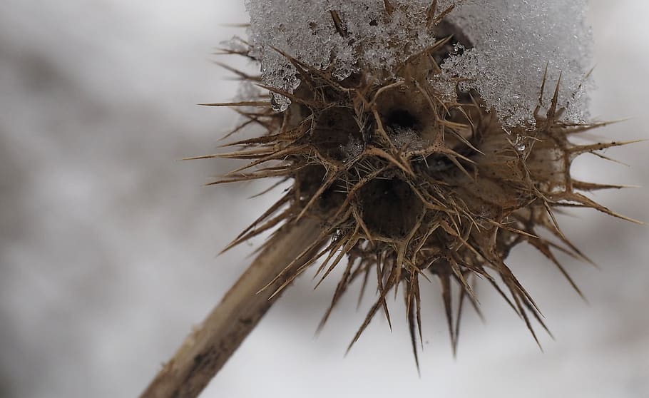 sharp, snow, thistle, winter, close-up, animal, animal themes HD wallpaper