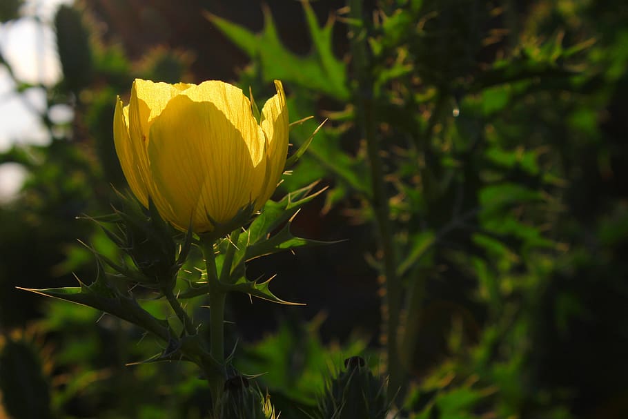 flower, yellow, garden, plant, beauty in nature, flowering plant HD wallpaper