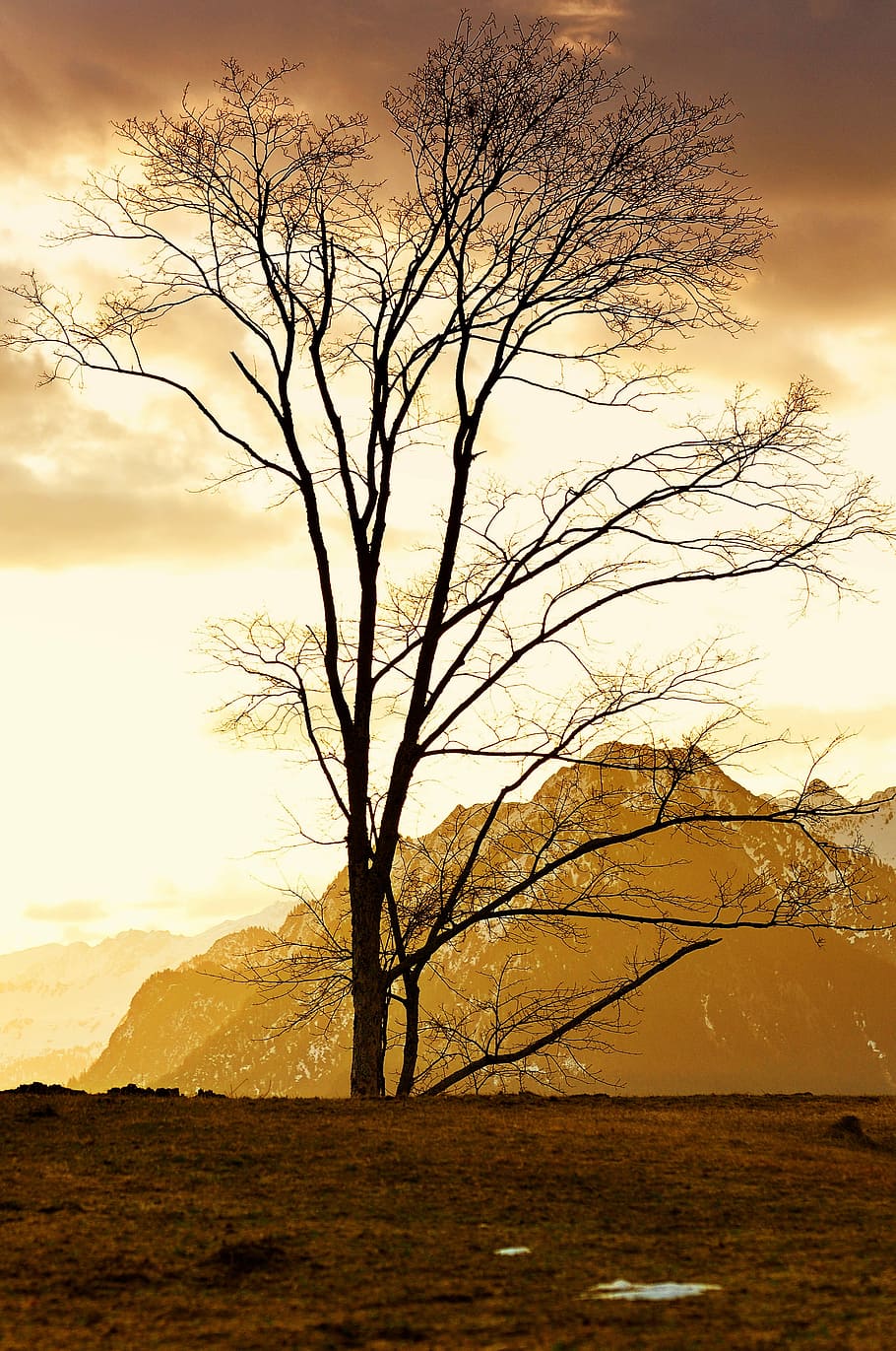 Landscape, Tree, Mountains, mountain peaks, outlook, nature HD wallpaper
