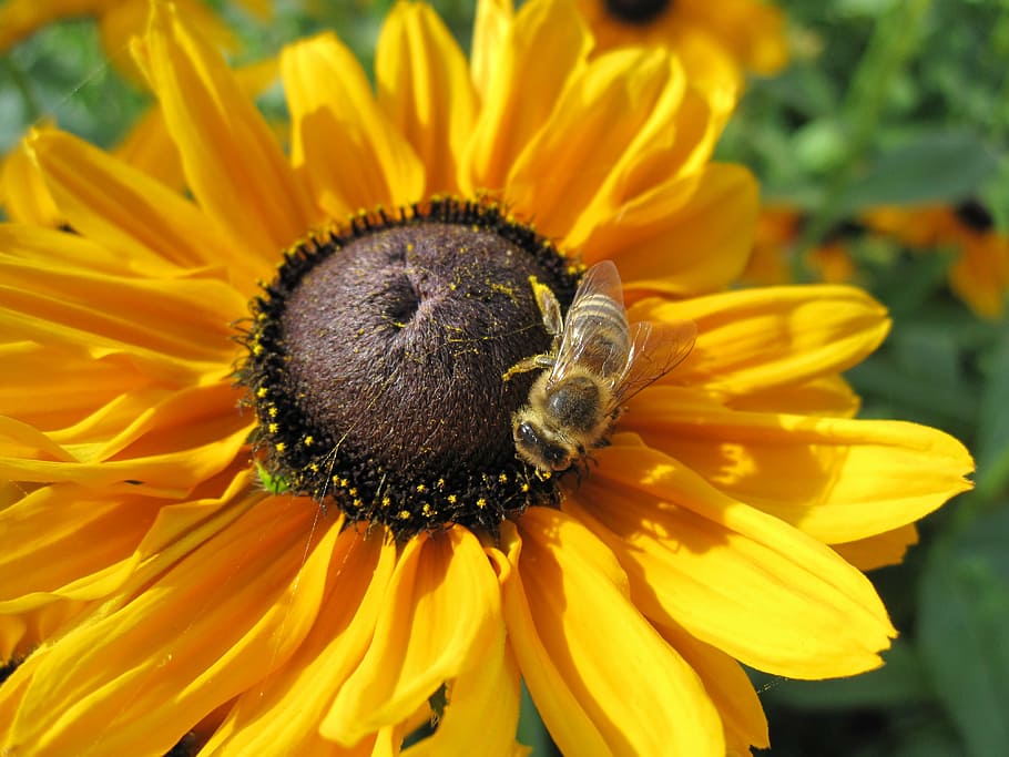 sun flower, bee, flowering plant, petal, flower head, fragility HD wallpaper