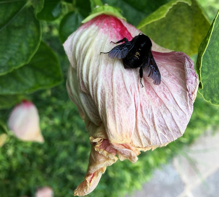 insect, wings, garden, small, plant, close-up, beauty in nature HD wallpaper