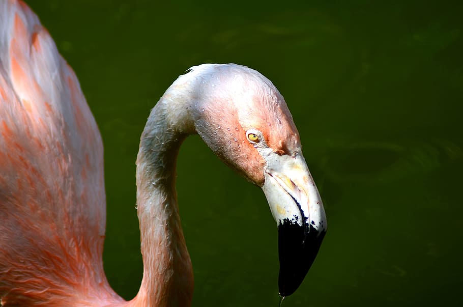 bird, head, nature, face, wildlife photography, eyes, animal themes HD wallpaper