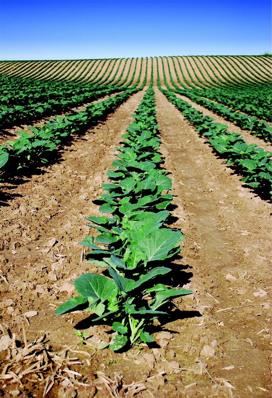 vegetable field, buy me a coffee, corn, crop, farm, grow, harvest, HD wallpaper