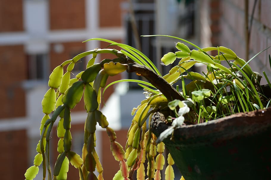 plants, pots, green, flowerpot, potted plant, balcony, city HD wallpaper