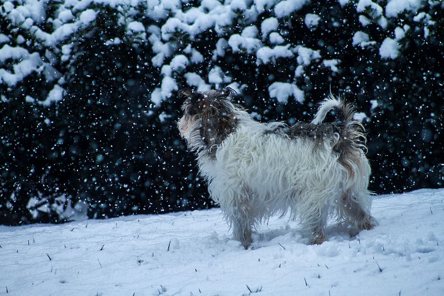 snow day, small long-coated tan and white dog on snow covered area HD wallpaper