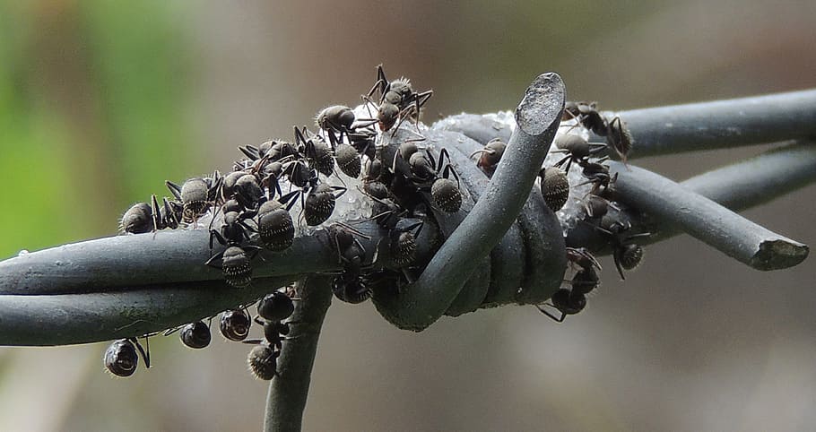 nature, macro, ants, wire, colombia, animal themes, animal wildlife HD wallpaper