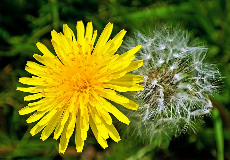 dandelion, dandelions, light effect, fluff, nature, macro, season HD wallpaper