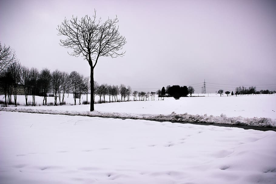 snow, tree, landscape, winter, cold, cold temperature, plant HD wallpaper